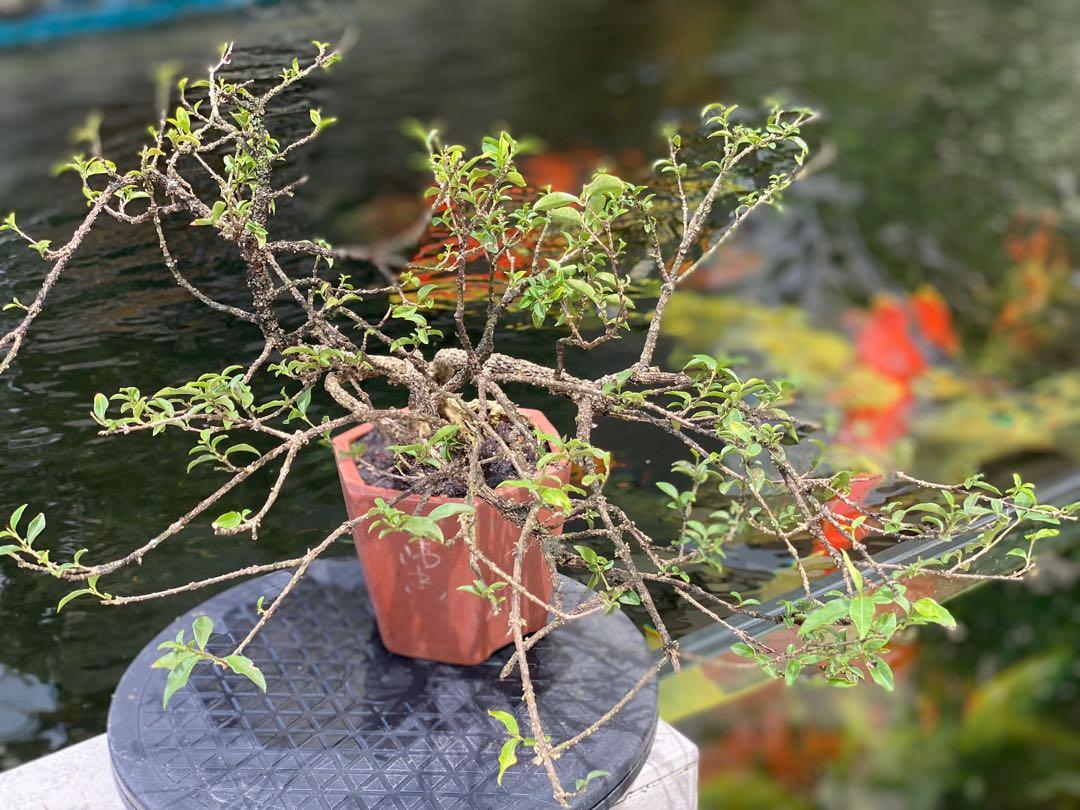 Sakura micro bonsai for sale!, Furniture & Home Living, Gardening, Plants &  Seeds on Carousell