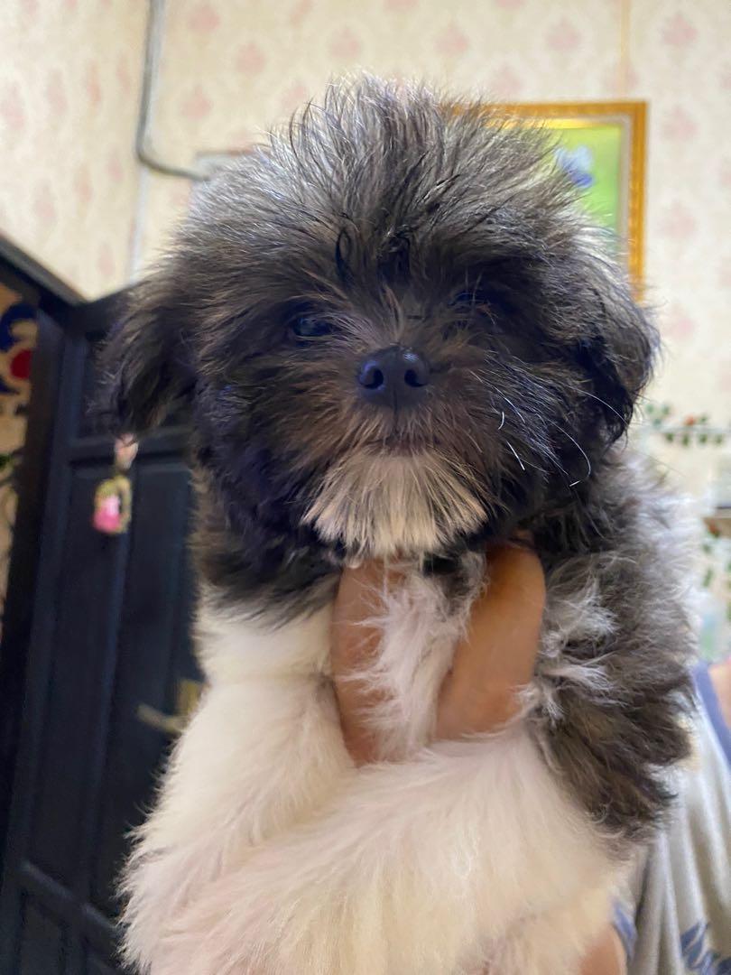 Semi Imperial Shihtzu Betina 2 Bulan Shitzu Tricolor Three Colour Perlengkapan Hewan Aksesoris Hewan Di Carousell