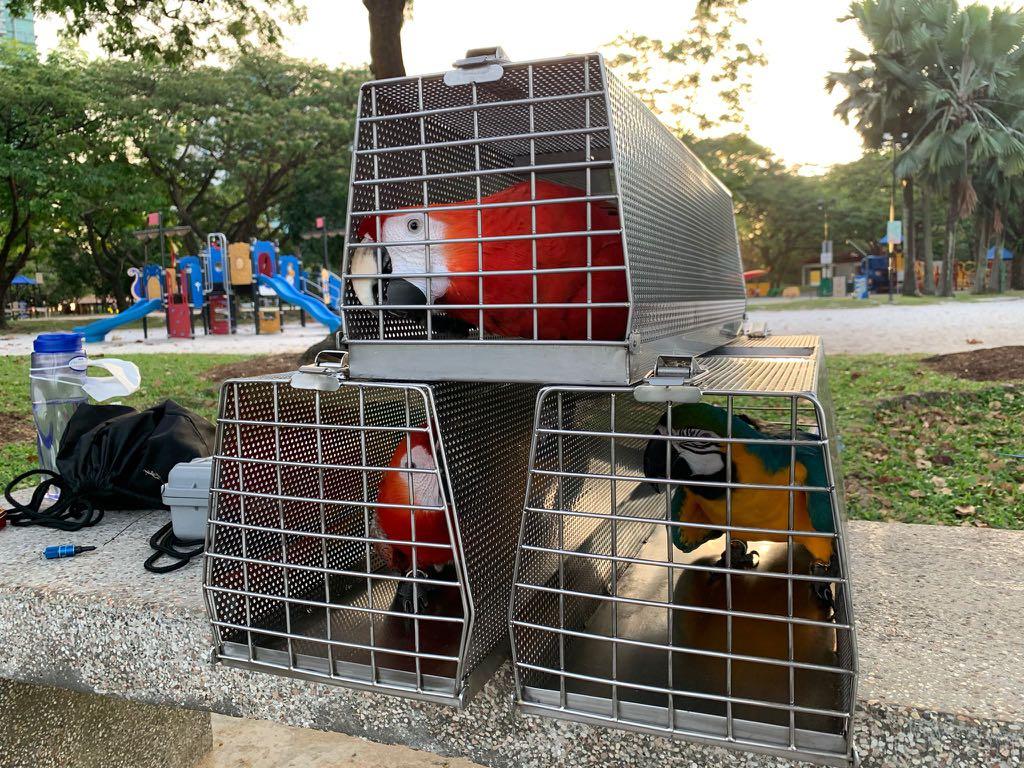 Stainless Steel Macaw Carrier SS304