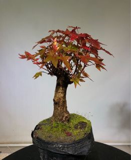 （分類：）位於 。 由 leafsleafs 提交（商品編號 1131660365，圖片 1）。簡介： 。