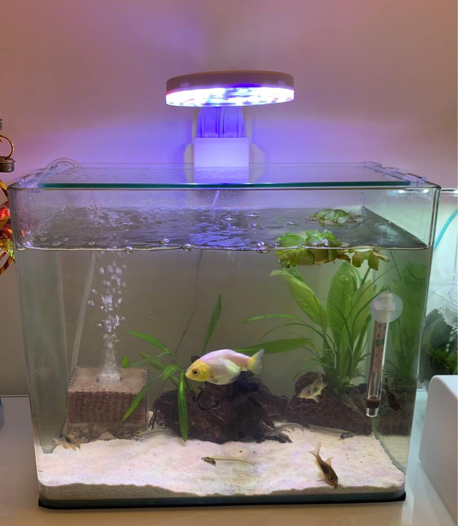 Led 水草燈魚缸燈5w 冇包裝 12燈珠usb 插頭方便 連魚缸夾 可直接夾魚缸適合水草缸魚缸蝦缸 青頭石造景米蝦水晶蝦鬥魚魚缸 寵物用品