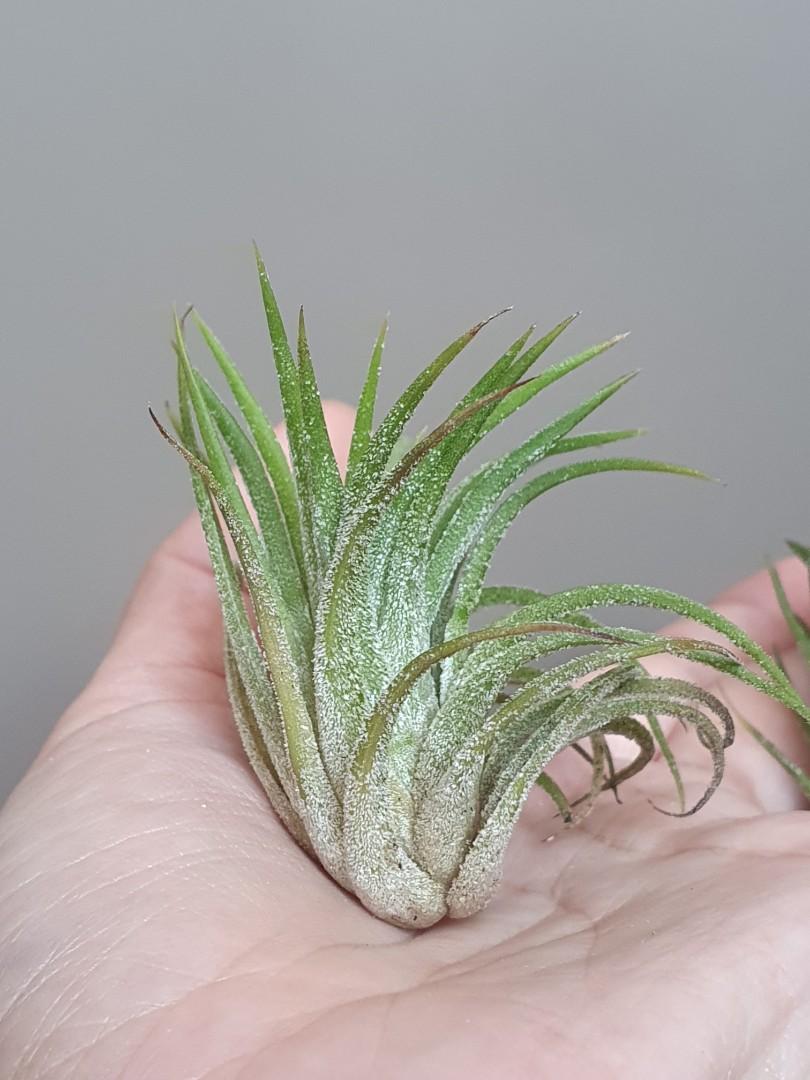 Tillandsia Ionantha Thick Leaves airplant, Furniture & Home Tillandsia Ionantha Thick Leaves airplant, Furniture & Home