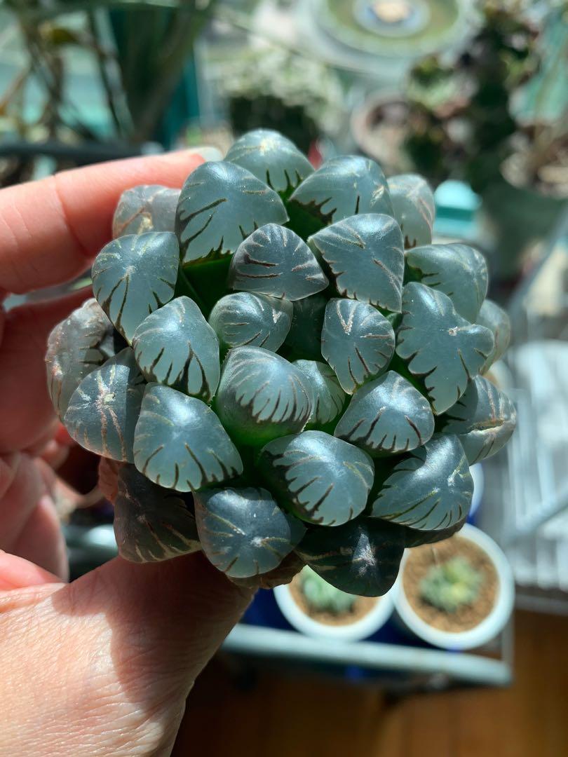 一物一拍多肉玉露7 2cm特丸特紫 紫肌玉露巨大化 傢俬 家居 園藝 盆栽 Carousell