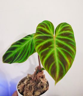 （分類：）位於 。 由 PHLPHL 提交（商品編號 1131944251，圖片 1）。簡介： 。
