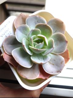 (Category: ) located in . Submitted by d_succulence (Listing ID 1131982732, Image 1). Description: .
