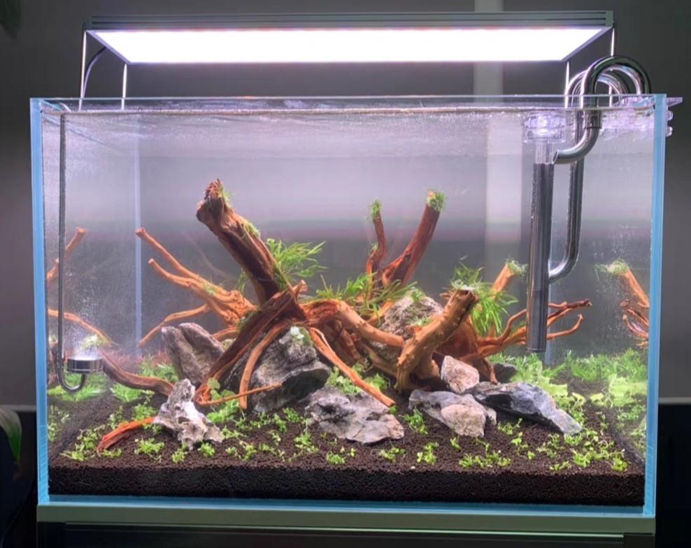 stinky stuff ear drops reviews