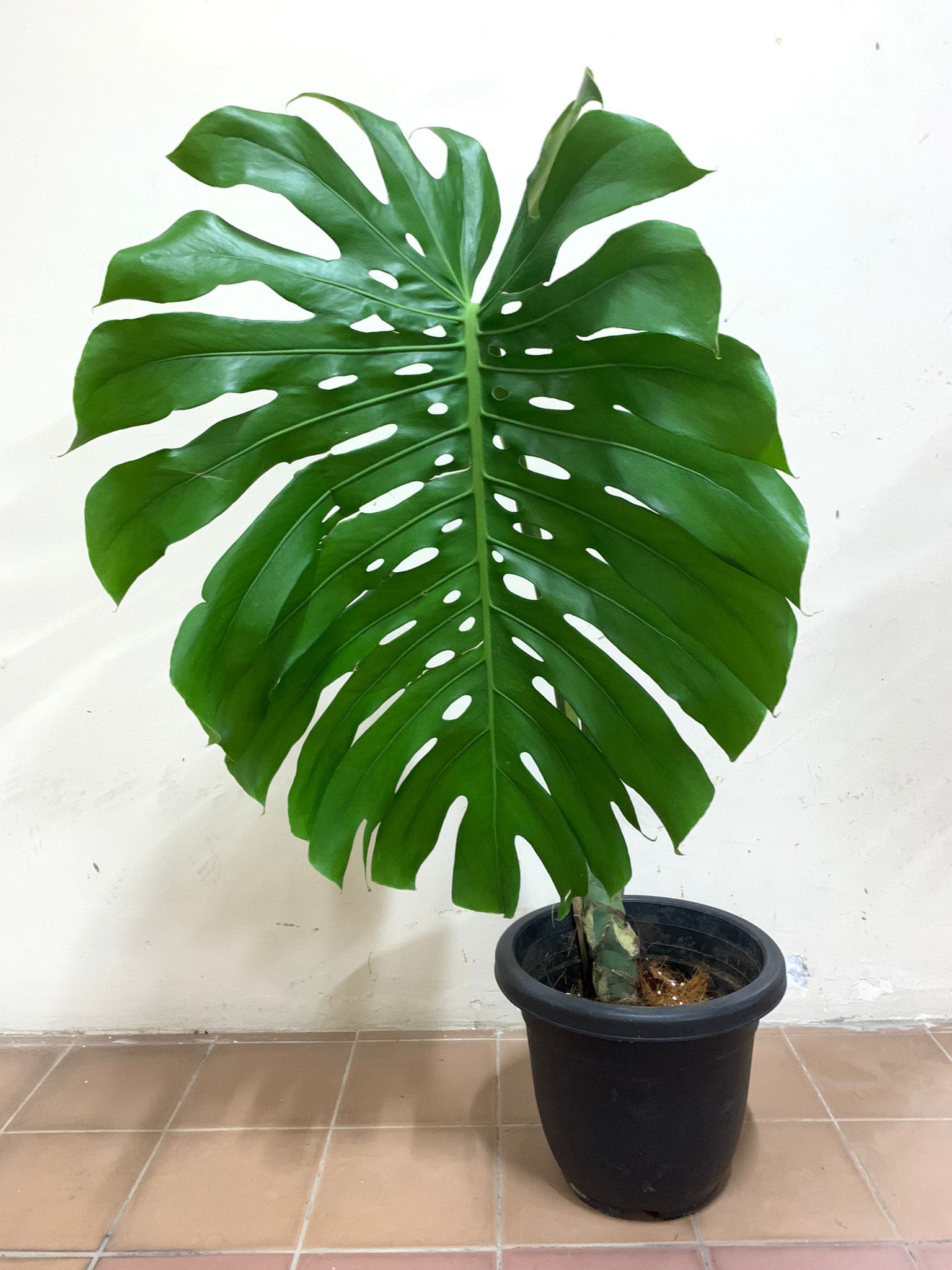 Largeform Monstera Deliciosa, Furniture & Home Living, Gardening