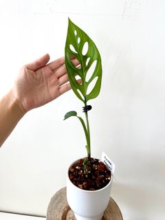 （分類：）位於 。 由 greenhouse.collection 提交（商品編號 1131867493，圖片 1）。簡介： 。