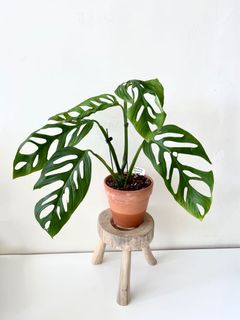 （分類：）位於 。 由 greenhouse.collection 提交（商品編號 1131867322，圖片 1）。簡介： 。