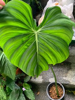 (Category: ) located in . Submitted by tiny_tropicaljungle (Listing ID 1131867104, Image 1). Description: .