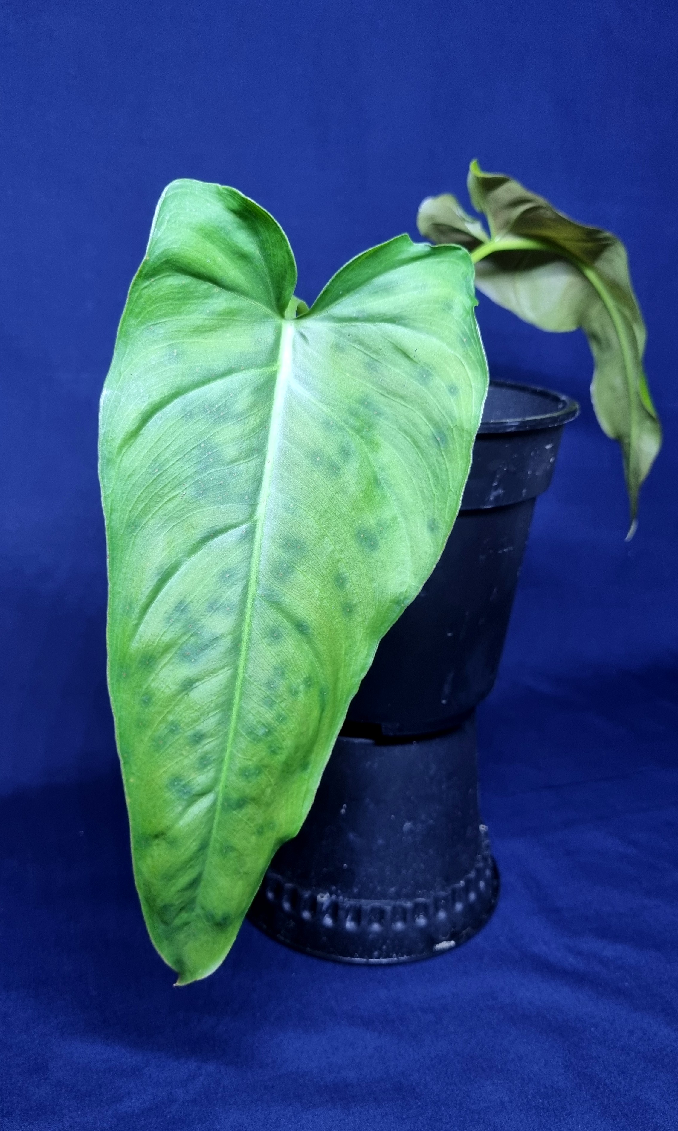 フィロデンドロン SP ナポ】Philodendron sp Napo