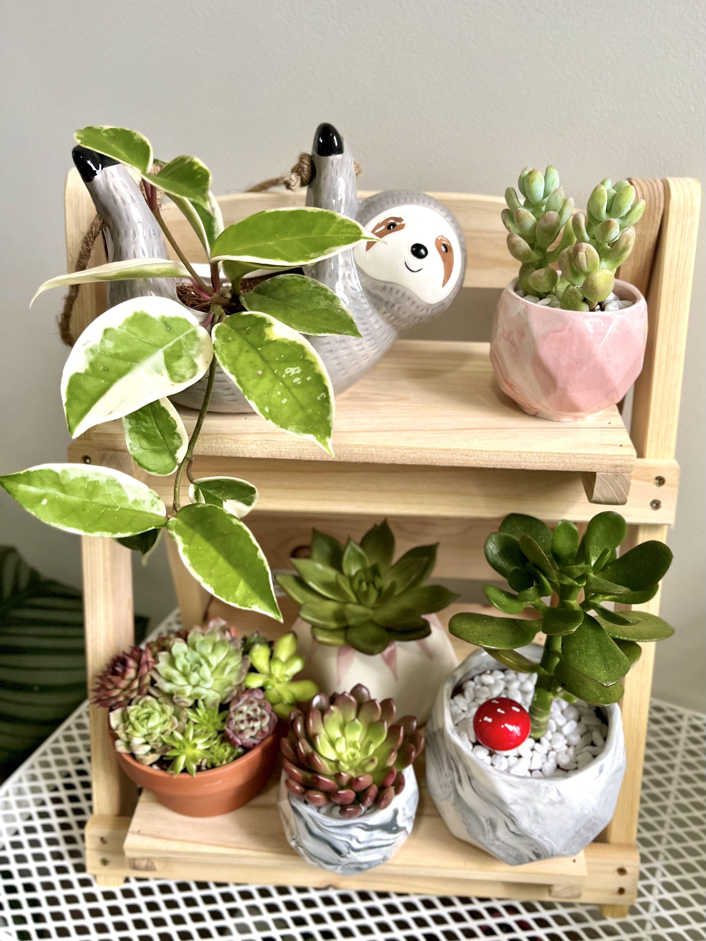 Small tabletop plant shop stand