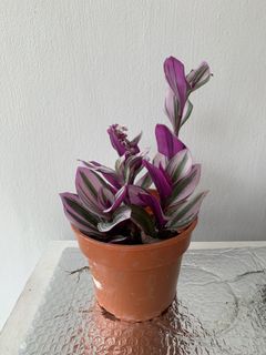 (Category: ) located in . Submitted by sera_garden (Listing ID 1131937741, Image 1). Description: .