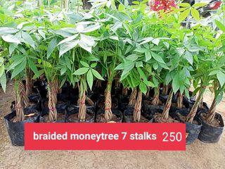 BRAIDED MONEY TREE 7 STALKS 🍀🍀🍀