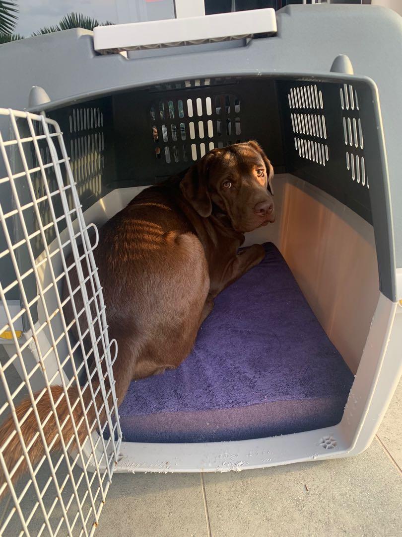 Gulliver dog crate clearance