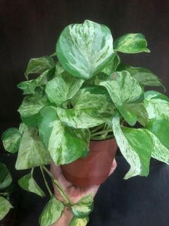 (Category: ) located in . Submitted by plant.etc (Listing ID 1132132290, Image 1). Description: .