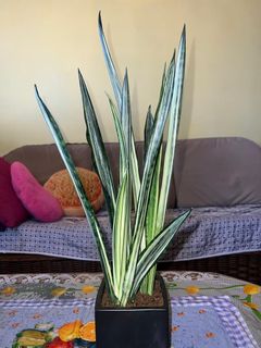 (Category: ) located in . Submitted by heart4170 (Listing ID 1132063743, Image 1). Description: .