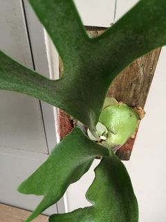 (Category: ) located in . Submitted by garden_pride (Listing ID 1132012874, Image 1). Description: .