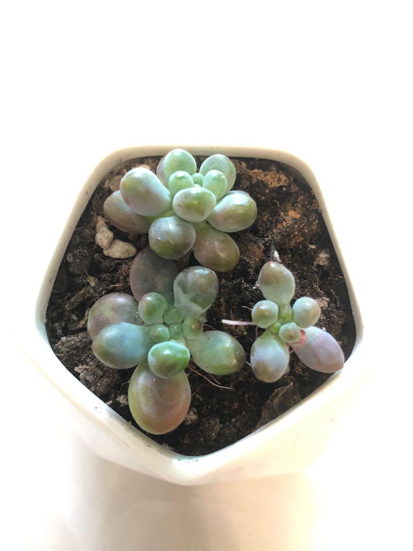 多肉植物千代連瓦盆 傢俬 家居 園藝 植物及種子 Carousell