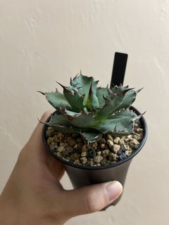 （分類：）位於 。 由 agaves.pot 提交（商品編號 1132184523，圖片 1）。簡介： 。