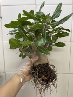（分類：）位於 。 由 agaves.pot 提交（商品編號 1132185856，圖片 1）。簡介： 。