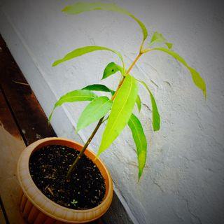 泰國🇹🇭芒果樹 盆栽 植物 連 花盆  Thailand mango tree bonsai plant with flower pot
