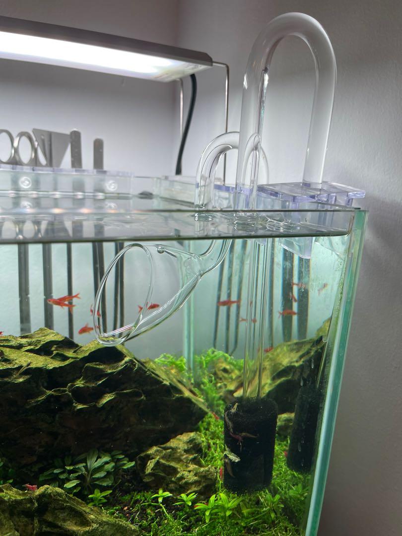 Fish Tank Full Setup, Eheim, CO2, Lily Pipes etc, Everything Else on Carousell