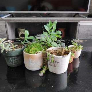 (Category: ) located in . Submitted by mike.debelen (Listing ID 1132264457, Image 1). Description: .