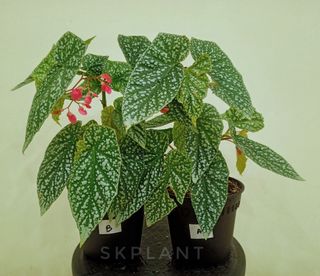 (Category: ) located in . Submitted by skplant (Listing ID 1132317238, Image 1). Description: .