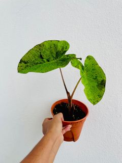 (Category: ) located in . Submitted by plants_lah (Listing ID 1132234115, Image 1). Description: .