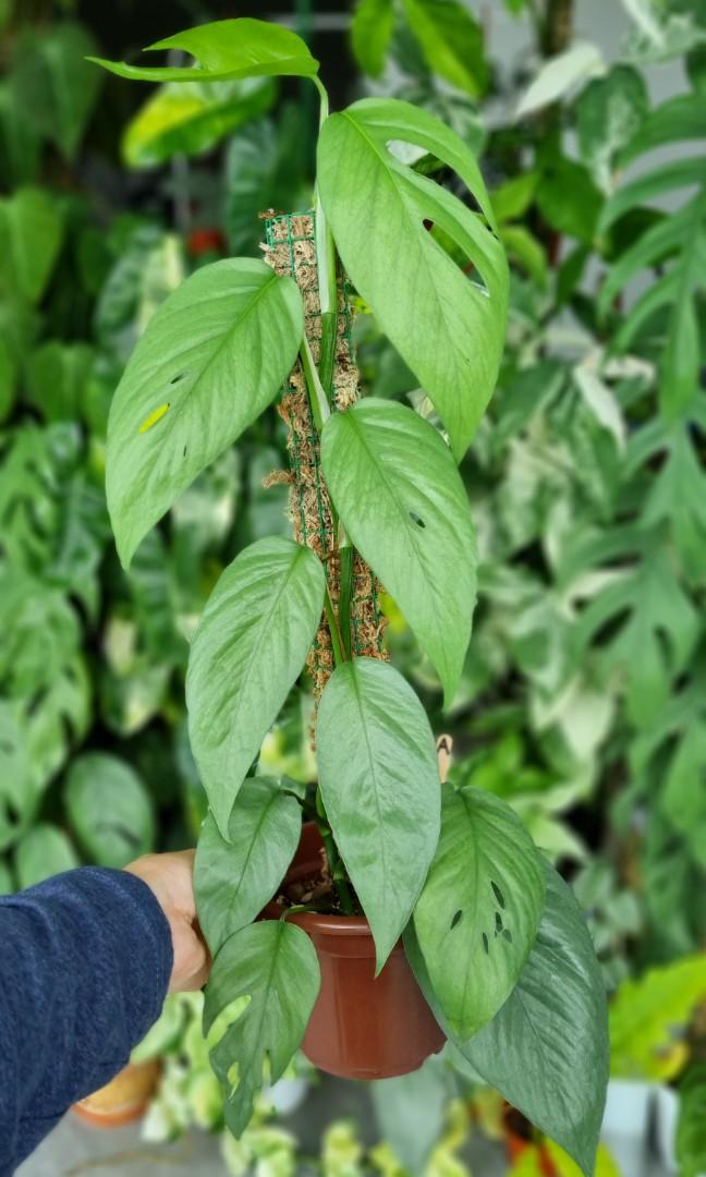 Ep Cebu Blue (A), Furniture & Home Living, Gardening, Garden Soil