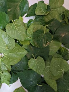 (Category: ) located in . Submitted by messygardener (Listing ID 1132311022, Image 1). Description: .