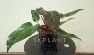 (Category: ) located in . Submitted by skplant (Listing ID 1132312863, Image 1). Description: .