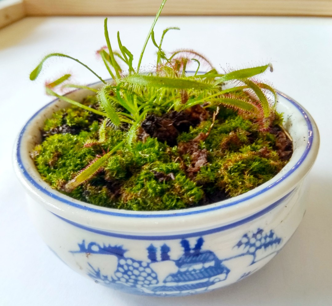 Self Watering Drosera capensis, Insect eating plant with moss