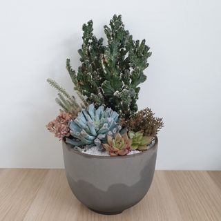 (Category: ) located in . Submitted by the.leafing.room (Listing ID 1132305974, Image 1). Description: .