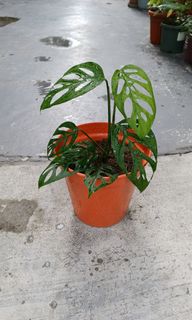 (Category: ) located in . Submitted by vittong (Listing ID 1132371834, Image 1). Description: .