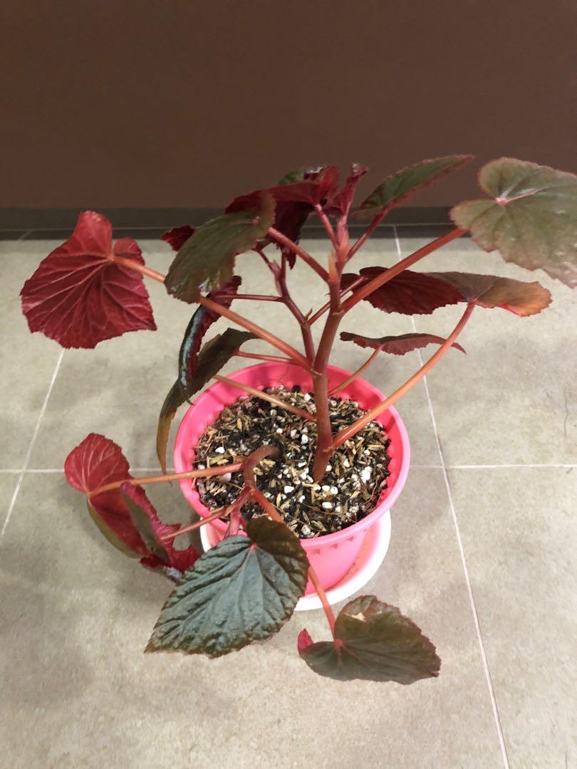 Begonia Bb Furniture Home Living Gardening Plants Seeds On Carousell