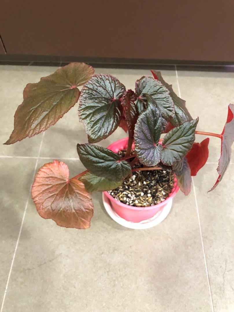 Begonia Bb Furniture Home Living Gardening Plants Seeds On Carousell