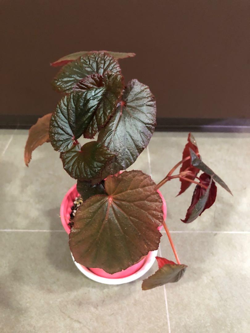 Begonia Bb Furniture Home Living Gardening Plants Seeds On Carousell