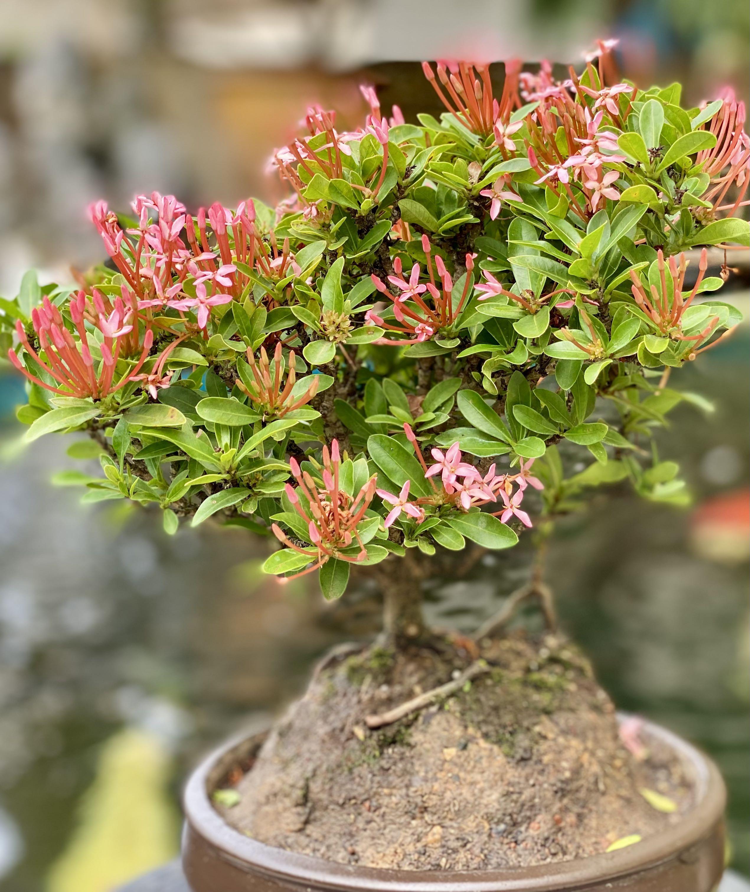 Chinese Ixora Flowering Bonsai/ Gift idea, Furniture & Home Living