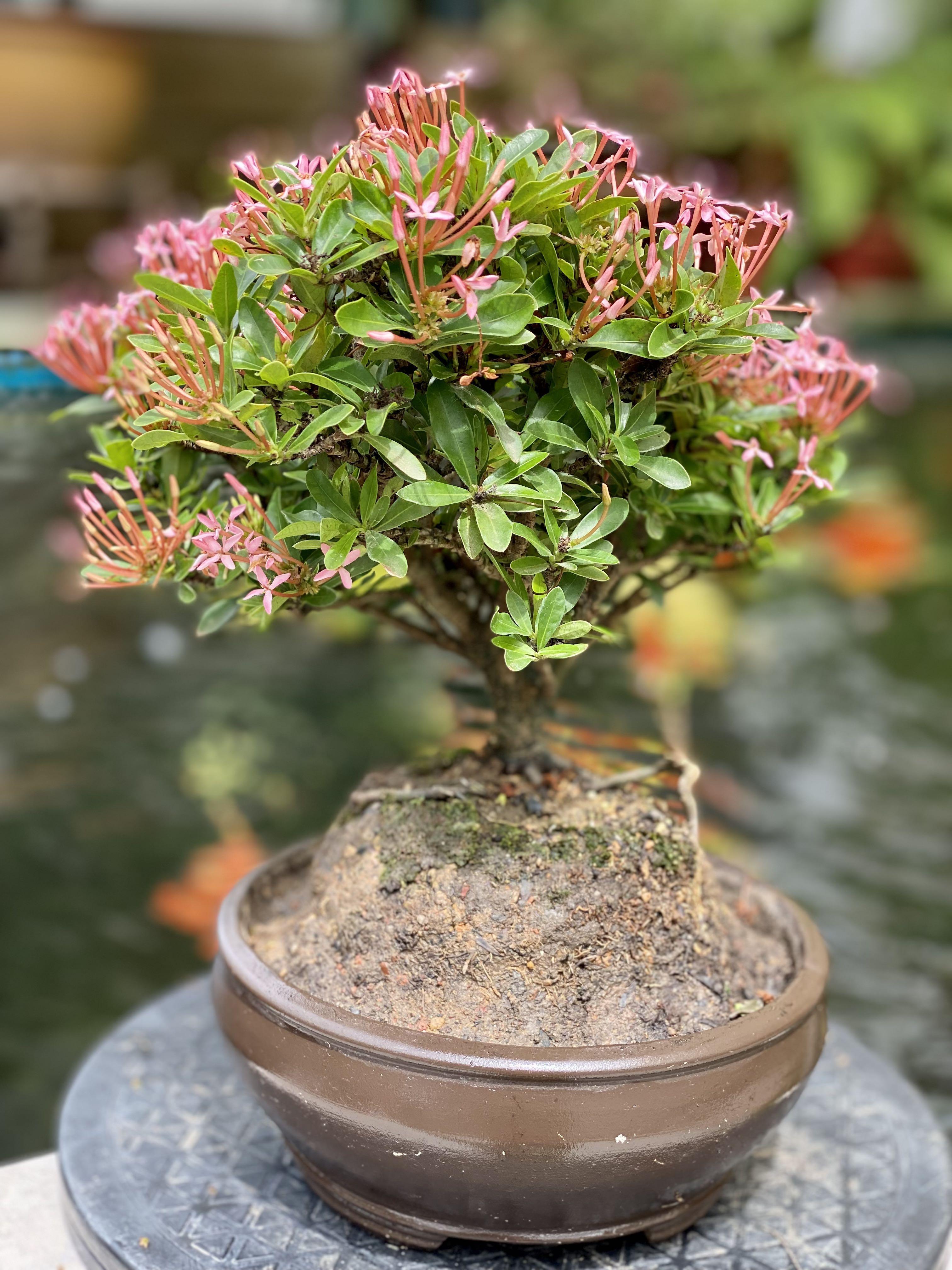 Chinese Ixora Flowering Bonsai/ Gift idea, Furniture & Home Living