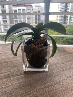 (Category: ) located in . Submitted by lunasmum (Listing ID 1132389144, Image 1). Description: .