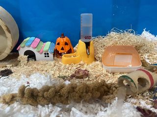 (Category: ) located in . Submitted by thriftshop24 (Listing ID 1132515308, Image 1). Description: .
