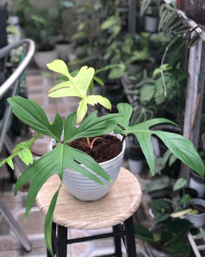 Philodendron Florida Ghost- mature form (Category: Plants & Seeds) located in Makati City. Submitted by beleafandraindrops (Listing ID 1132412118, Image 2). Description: .