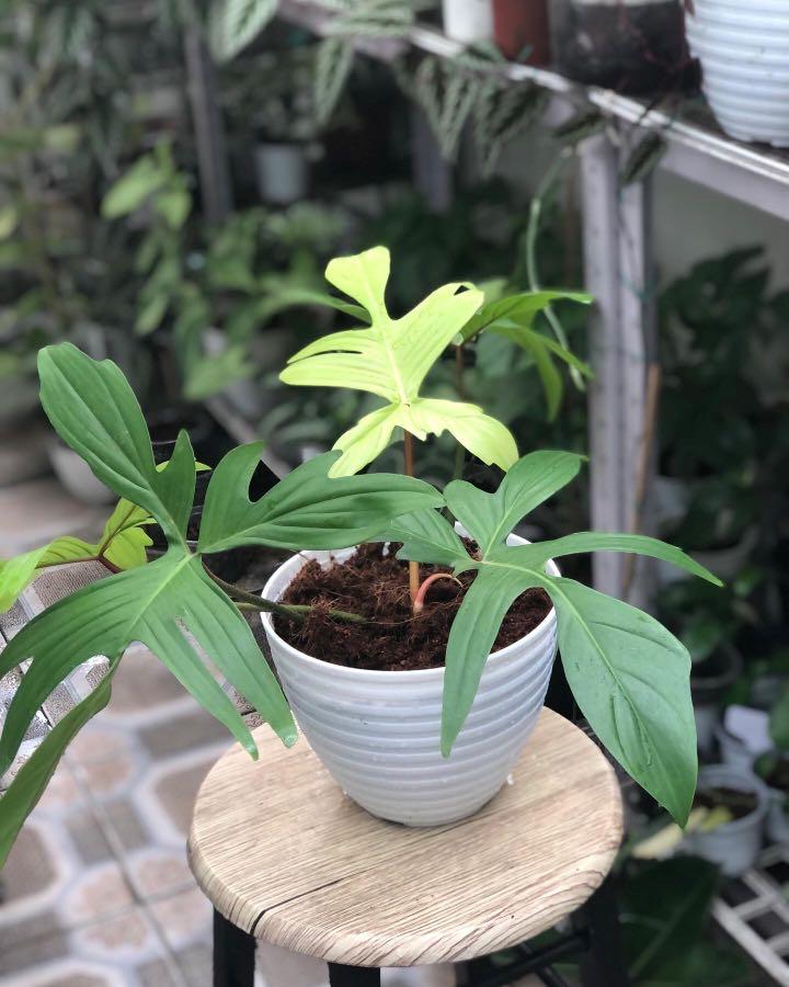Philodendron Florida Ghost- mature form (Category: Plants & Seeds) located in Makati City. Submitted by beleafandraindrops (Listing ID 1132412118, Image 3). Description: .