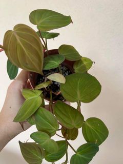 (Category: ) located in . Submitted by leplant (Listing ID 1132518788, Image 1). Description: .