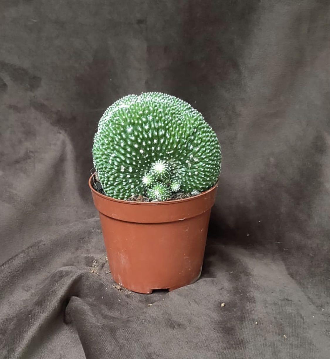 Plant - Cactus Burger, Furniture & Home Living, Gardening, Plants & Seeds  on Carousell