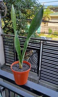 (Category: ) located in . Submitted by vittong (Listing ID 1132372326, Image 1). Description: .