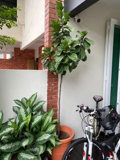 (Category: ) located in . Submitted by lets_rehome (Listing ID 1129150592, Image 1). Description: .