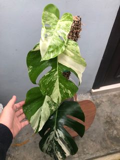 (Category: ) located in . Submitted by plantscycle (Listing ID 1129109974, Image 1). Description: .